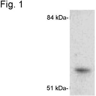 Western Blot: Cytochrome P450 1A1 Antibody [NB300-608] - Analysis of cytochrome P450 1A1 from MCF-7 cell extract.