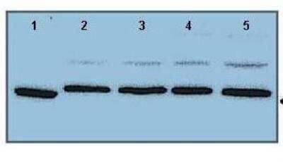 Western Blot: Cytochrome P450 1A1 Antibody [NBP1-62405] - Lane 1: Human lung microsome lysate. Lane 2-5: 150 ug mouse lung microsome lysate.