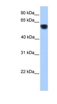 Western Blot: Cytochrome P450 1A1 Antibody [NBP1-62405] - Human Heart lysate, concentration 0.2-1 ug/ml.