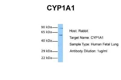 Western Blot: Cytochrome P450 1A1 Antibody [NBP1-62405] - Sample Tissue: Human Fetal Lung Antibody Dilution: 1.0 ug/ml