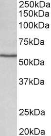 Western Blot: Cytochrome P450 1A1 Antibody [NBP1-97762] - Staining of Rat Lung lysate (35 ug protein in RIPA buffer). Antibody at 0.1 ug/mL. Primary incubation was 1 hour. Detected by chemiluminescence.