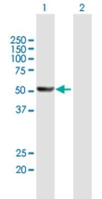 Western Blot: Cytochrome P450 1A2 Antibody [H00001544-B01P] - Analysis of CYP1A2 expression in transfected 293T cell line by CYP1A2 polyclonal antibody.  Lane 1: CYP1A2 transfected lysate(56.76 KDa). Lane 2: Non-transfected lysate.
