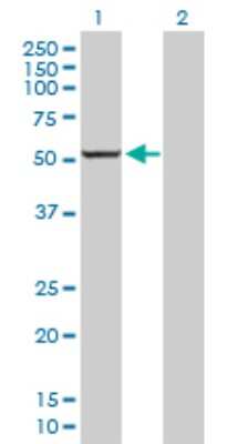 Western Blot: Cytochrome P450 1A2 Antibody [H00001544-D01P] - Analysis of CYP1A2 expression in transfected 293T cell line by CYP1A2 polyclonal antibody.Lane 1: CYP1A2 transfected lysate(58.50 KDa).Lane 2: Non-transfected lysate.