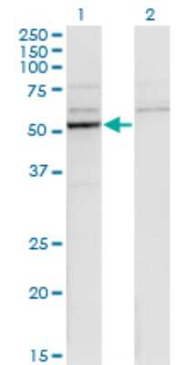 Western Blot: Cytochrome P450 26B1 Antibody (1H6) [H00056603-M01] - Analysis of CYP26B1 expression in transfected 293T cell line by CYP26B1 monoclonal antibody (M01), clone 1H6.Lane 1: CYP26B1 transfected lysate (Predicted MW: 57.5 KDa).Lane 2: Non-transfected lysate.