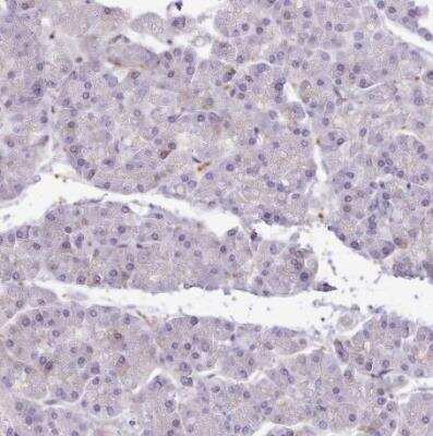 Immunohistochemistry-Paraffin: Cytochrome P450 2A6 Antibody [NBP2-33485] - Staining of human pancreas shows no positivity in exocrine glandular cells as expected.