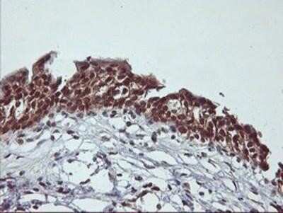 Immunohistochemistry: Cytochrome P450 2A6 Antibody (OTI1D2) - Azide and BSA Free [NBP2-70524] - Staining of paraffin-embedded Human bladder tissue using anti-Cytochrome P450 2A6 mouse monoclonal antibody.