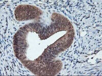 Immunohistochemistry: Cytochrome P450 2A6 Antibody (OTI1D2) - Azide and BSA Free [NBP2-70524] - Staining of paraffin-embedded Human endometrium tissue using anti-Cytochrome P450 2A6 mouse monoclonal antibody.