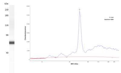 Simple Western: Cytochrome P450 2A6 Antibody [NBP2-33485] - Lane view shows a specific band for Cytochrome P450 2A6 in Liver lysate using 20 ug/mL. Electropherogram image of corresponding Simple Western lane view at WES molecular weight of 54 kDa. Image from an internal validation.