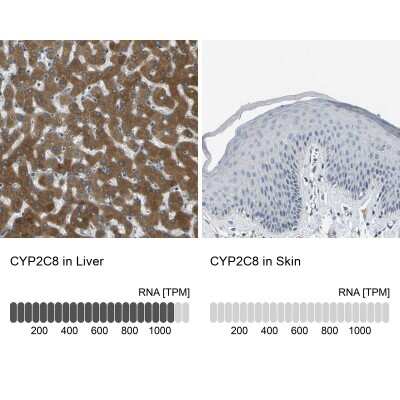 <b>Orthogonal Strategies Validation. </b>Immunohistochemistry-Paraffin: Cytochrome P450 2C8 Antibody [NBP1-88055] - Analysis in human liver and skin tissues. Corresponding CYP2C8 RNA-seq data are presented for the same tissues.