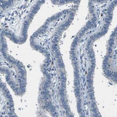 Immunohistochemistry-Paraffin: Cytochrome P450 2C8 Antibody [NBP1-88055] - Staining of human Fallopian tube shows no positivity in glandular cells as expected.