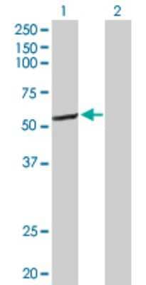 Western Blot: Cytochrome P450 2C8 Antibody [H00001558-D01P] - Analysis of CYP2C8 expression in transfected 293T cell line by CYP2C8 polyclonal antibody.Lane 1: CYP2C8 transfected lysate(55.80 KDa).Lane 2: Non-transfected lysate.