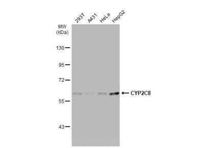 Western Blot: Cytochrome P450 2C8 Antibody [NBP2-16078] - Various whole cell extracts (30 ug) were separated by 7.5% SDS-PAGE, and the membrane was blotted with CYP2C8 antibody diluted at 1:1000. The HRP-conjugated anti-rabbit IgG antibody (NBP2-19301) was used to detect the primary antibody.