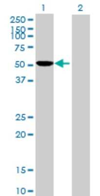 Western Blot: Cytochrome P450 2D6 Antibody [H00001565-B01P] - Analysis of CYP2D6 expression in transfected 293T cell line by CYP2D6 polyclonal antibody.  Lane 1: CYP2D6 transfected lysate(54.67 KDa). Lane 2: Non-transfected lysate.