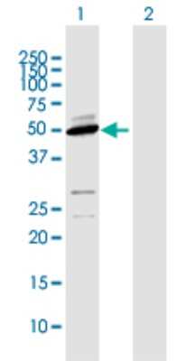 Western Blot: Cytochrome P450 2D6 Antibody [H00001565-D01P] - Analysis of CYP2D6 expression in transfected 293T cell line by CYP2D6 polyclonal antibody.Lane 1: CYP2D6 transfected lysate(55.80 KDa).Lane 2: Non-transfected lysate.