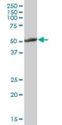 Western Blot: Cytochrome P450 2E1 Antibody [H00001571-B01P] - Analysis of CYP2E1 expression in human liver.