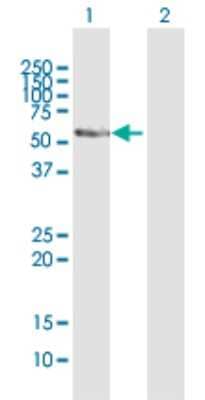 Western Blot: Cytochrome P450 2E1 Antibody [H00001571-B01P] - Analysis of CYP2E1 expression in transfected 293T cell line by CYP2E1 polyclonal antibody.  Lane 1: CYP2E1 transfected lysate(54.23 KDa). Lane 2: Non-transfected lysate.