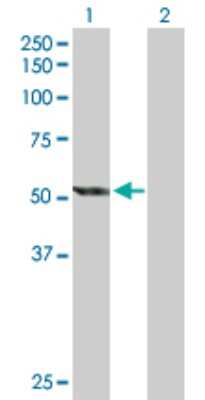 Western Blot: Cytochrome P450 2E1 Antibody [H00001571-D01P] - Analysis of CYP2E1 expression in transfected 293T cell line by CYP2E1 polyclonal antibody.Lane 1: CYP2E1 transfected lysate(56.80 KDa).Lane 2: Non-transfected lysate.