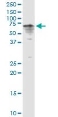 Western Blot: Cytochrome P450 3A4 Antibody [H00001576-D01P] - Analysis of CYP3A4 expression in HepG2.