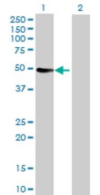 Western Blot: Cytochrome P450 3A4 Antibody [H00001576-D01P] - Analysis of CYP3A4 expression in transfected 293T cell line by CYP3A4 polyclonal antibody.Lane 1: CYP3A4 transfected lysate(57.30 KDa).Lane 2: Non-transfected lysate.