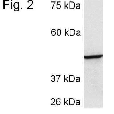 Western Blot: Cytochrome P450 3A4 Antibody [NB600-1396] - Analysis of rat liver extract.