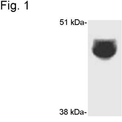 Western Blot: Cytochrome P450 3A4 Antibody [NB600-1396] - Analysis of from rat liver extract.