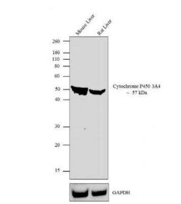 Western Blot: Cytochrome P450 3A4 Antibody [NB600-1396] - Analysis was performed on whole celle extracts (30ug lysate) of Mouse Liver (Lane 1) and Rat Liver (Lane 2).