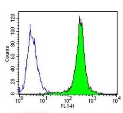 Flow Cytometry: Cytochrome P450 3A7 Antibody (F19 P2 H2) [NB100-74402] - Analysis of Cytochrome P450 3A7 in HT29 cells compared to an isotype control (blue).