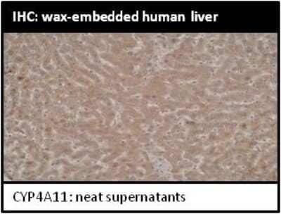 Immunohistochemistry: Cytochrome P450 4A Antibody (M25-P2A10) [NBP2-50212] - Analysis of P450 4A in liver tissue