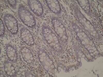 Immunohistochemistry: Cytochrome P450 4A Antibody (M25-P2A10) [NBP2-50212] - Analysis of CYP4A11 in normal colon mucosa