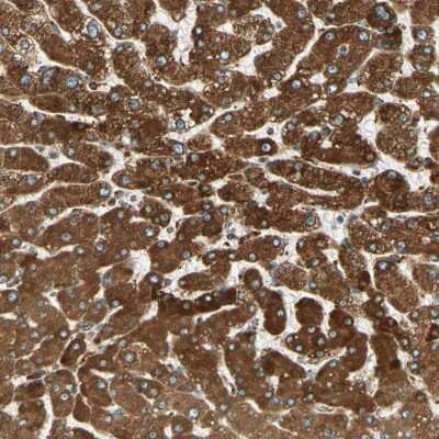 Immunohistochemistry-Paraffin Cytochrome b5 Outer Mitochondrial Membrane Antibody - BSA Free