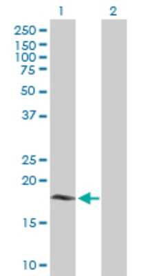 Western Blot: Cytochrome b5 Outer Mitochondrial Membrane Antibody [H00080777-B01P] - Analysis of CYB5B expression in transfected 293T cell line by CYB5B polyclonal antibody.  Lane 1: CYB5-M transfected lysate(16.06 KDa). Lane 2: Non-transfected lysate.