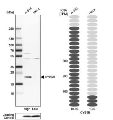 Western Blot Cytochrome b5 Outer Mitochondrial Membrane Antibody - BSA Free