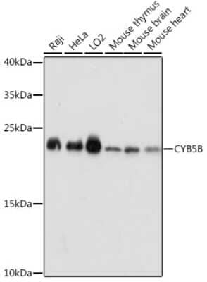 Western Blot: Cytochrome b5 Outer Mitochondrial Membrane Antibody [NBP2-92276] - Analysis of extracts of various cell lines, using Cytochrome b5 Outer Mitochondrial Membrane at 1:1000 dilution.Secondary antibody: HRP Goat Anti-Rabbit IgG (H+L) at 1:10000 dilution.Lysates/proteins: 25ug per lane.Blocking buffer: 3% nonfat dry milk in TBST.Detection: ECL Basic Kit .Exposure time: 1s.