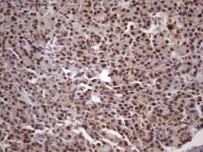 Immunohistochemistry: LIPT2-AS1 Antibody (OTI4C7) [NBP2-45841] - Analysis of Human pancreas tissue. (Heat-induced epitope retrieval by 1mM EDTA in 10mM Tris buffer (pH8.5) at 120C for 3 min)