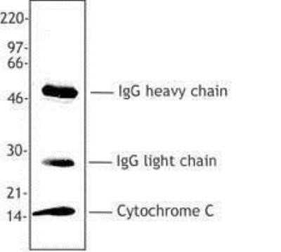 Immunoprecipitation: Cytochrome c Antibody (6H2.B4) - Azide and BSA Free [NBP2-80687] - Cytochrome c was immunoprecipitated from Hela cell extract (1% NP-40) using 2-4 ug 6H2.B4 antibody/1 x107 cell equivalents. Image from the standard format of this antibody.