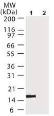 Immunoprecipitation: Cytochrome c Antibody (6H2.B4) - Azide and BSA Free [NBP2-80687] - Immunoprecitation/analysis using cytochrome c antibodies. Two micrograms of cytochrome c antibody clone 6H2.B4 (lane 1) or control IgG antibody (lane 2) were used to immunoprecipitate cytochrome c from 1 x 10^6 HeLa cells. The immunoprecipitated protein was resolved by SDS-PAGE and probed with cytochrome antibody clone 7H8.2C12 . Image from the standard format of this antibody.