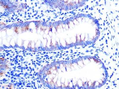 Immunohistochemistry-Paraffin: Cytochrome c Antibody (6R10F3) [NBP3-16512] - Immunohistochemistry of paraffin-embedded human appendix using Cytochrome c Rabbit mAb (NBP3-16512) at dilution of 1:100 (40x lens).Perform microwave antigen retrieval with 10 mM PBS buffer pH 7.2 before commencing with IHC staining protocol.