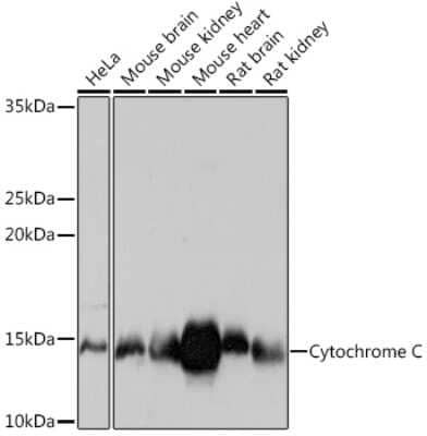 Western Blot: Cytochrome c Antibody (6R10F3) [NBP3-16512] - Western blot analysis of extracts of various cell lines, using Cytochrome c Rabbit mAb (NBP3-16512) at 1:1000 dilution. Secondary antibody: HRP Goat Anti-Rabbit IgG (H+L) at 1:10000 dilution. Lysates/proteins: 25ug per lane. Blocking buffer: 3% nonfat dry milk in TBST. Detection: ECL Basic Kit. Exposure time: 10s.