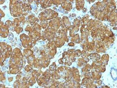 Immunohistochemistry-Paraffin: Cytochrome c Antibody (7H8.2C12 + CYCS/1010) - Azide and BSA Free [NBP2-47694] - Human Pancreas stained with Cytochrome C Monoclonal Antibody (7H8.2C12 + CYCS/1010).