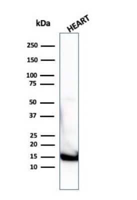 Western Blot: Cytochrome c Antibody (7H8.2C12 + CYCS/1010) - Azide and BSA Free [NBP2-47694] - Western Blot Analysis of  human heart tissue lysate using Cytochrome c Antibody (7H8.2C12 + CYCS/1010).