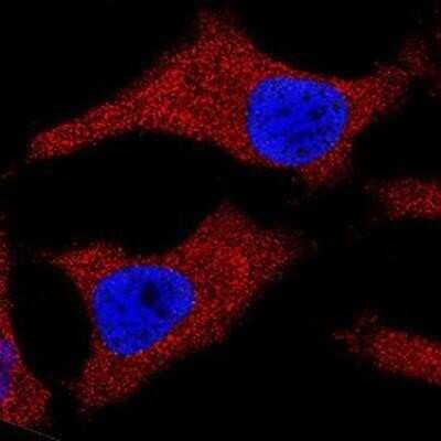 Immunocytochemistry/Immunofluorescence: Cytochrome c Antibody (7H8.2C12) - Azide and BSA Free [NBP2-80686] - p73 was detected in immersion fixed Hela human cell line using NB100-56503 at 25 ug/ml for 3 hours at room temperature. Cells were stained using the NorthernLights(TM) 557-conjugated Anti-Mouse IgG Secondary Antibody (red; Catalog # NL007) and counterstained with DAPI (blue). Staining was observed in the cytoplasm and mitochondria. Image from the standard format of this antibody.