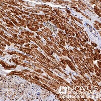 Immunohistochemistry: Cytochrome c Antibody (7H8.2C12) - Azide and BSA Free [NBP2-80686] - Cytochrome C was detected in immersion fixed paraffin-embedded sections of human heart using anti-human mouse monoclonal antibody (Catalog # NB100-56503) at 1:200 dilution overnight at 4C. Tissue was stained using the VisuCyte anti-mouse HRP polymer detec