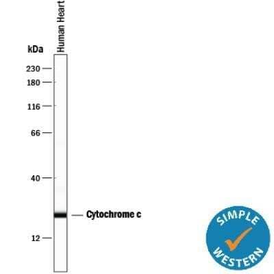 Simple Western: Cytochrome c Antibody (7H8.2C12) - Azide and BSA Free [NBP2-80686] - Lane view shows lysates of human heart tissue, loaded at 0.2 mg/mL. A specific band was detected for Cytochrome c at approximately 23 kDa (as indicated) using 2.5 ug/mL of Mouse Anti-Cytochrome c Monoclonal Antibody (Catalog # NB100-56503). This experiment was conducted under reducing conditions and using the 12-230 kDa separation system. Image from the standard format of this antibody.