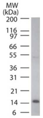 Western Blot: Cytochrome c Antibody (7H8.2C12) - Azide and BSA Free [NBP2-80686] - Human HeLa lysate probed with Cytochrome C antibody at 0.1 ug/ml. Image from the standard format of this antibody.