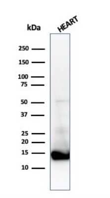 Western Blot: Cytochrome c Antibody (CTC05) - Azide and BSA Free [NBP3-11456] - Western Blot Analysis of heart tissue lysate using Cytochrome c Antibody (CTC05).