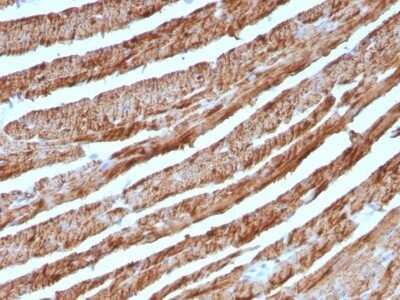 Immunohistochemistry-Paraffin: Cytochrome c Antibody (CTC05) - IHC-Prediluted [NBP2-48148] - Human Heart stained with Cytochrome C Monoclonal Antibody (CTC05).