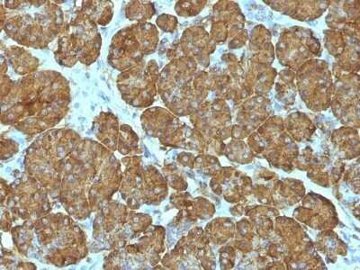 Immunohistochemistry-Paraffin: Cytochrome c Antibody (CYCS/1010) - Azide and BSA Free [NBP2-47693] - Human Pancreas stained with Cytochrome C Monoclonal Antibody (CYCS/1010).