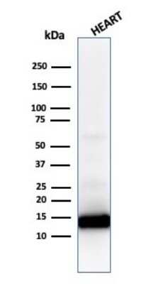 Western Blot: Cytochrome c Antibody (CYCS/1010) - Azide and BSA Free [NBP2-47693] - Western Blot Analysis of human heart lysate using Cytochrome c antibody (CYCS/1010).