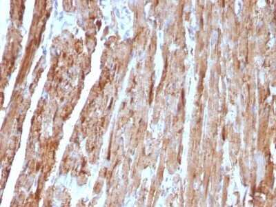 Immunohistochemistry-Paraffin: Cytochrome c Antibody (CYCS/1010) - IHC-Prediluted [NBP2-48163] - Human Heart stained with Cytochrome C Monoclonal Antibody (CYCS/1010).