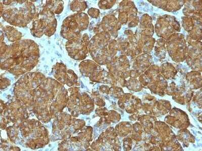 Immunohistochemistry-Paraffin: Cytochrome c Antibody (CYCS/1010) - IHC-Prediluted [NBP2-48163] - Human Pancreas stained with Cytochrome C Monoclonal Antibody (CYCS/1010).